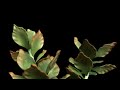 Suculenta