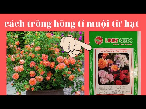 Video: Calibrachoa (29 ảnh): Trồng Hoa Từ Hạt, Trồng Và Chăm Sóc Tại Nhà. Khi Nào Thì Gieo Cây Con?