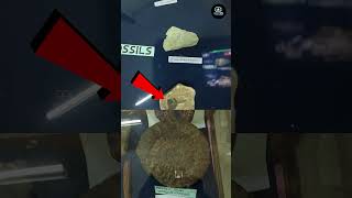 Poondi Museum-la Fossils Paathom | Millions of Years Old Fossils! | Rare Collection Boat Tv #shorts