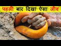 ऐसा विचित्र जीव शाद ही आपने कभी देखा होगा । Top 10 WEIRD ANIMALS you've never seen.