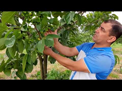 Video: Budama kəsimlərinin növləri - Başlıq kəsikləri nədir və nə vaxt edilməlidir