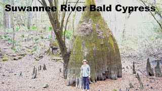 Huge Bald Cypress Near Holton Creek Camp in Florida by Novel Trek 177 views 1 year ago 20 minutes