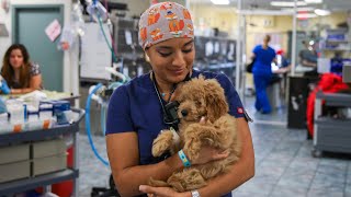 Veterinary technician is one of the fastest growing jobs in 2019