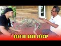 Penampakan bonsai santigi daun lancip setelah di wiring