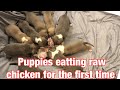 Feeding 3 week old puppies raw chicken for the first time. American bully