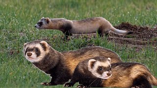 Black Footed Ferret the Most Endangered Species by Familiarity With Animals (FWA) 543 views 3 weeks ago 3 minutes, 22 seconds