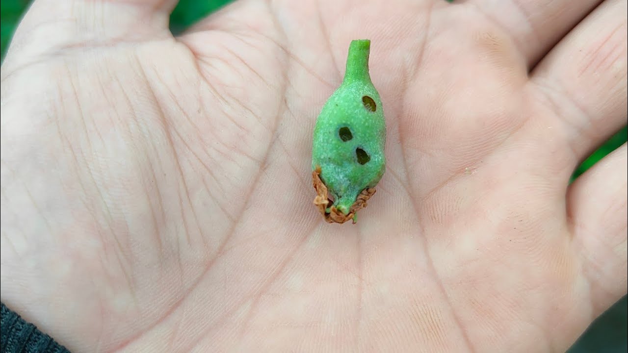 Petal Fall Spray Guide for Apple Orchards – Upper Shimla Region