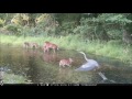 August 10, 2016 Browning Trail Cam Footage FHD Spec Ops Recon Force PA Heron
