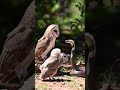 "Owl vs. Cobra | Nature’s Fiercest Family Protects Their Nest!"