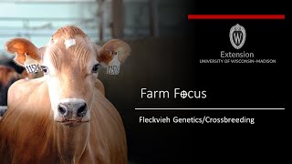 Fleckvieh Genetics Crossbreeding