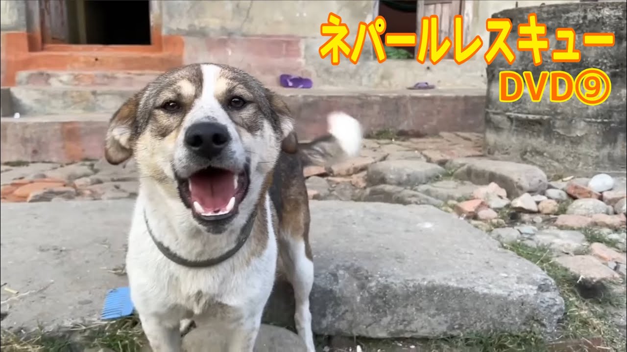 初めて会うのに前から知り合いのように懐く野良犬たち2022 DVD⑨ - YouTube