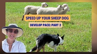 Speed up your stock dog:  Advanced training tips for developing “Gears”