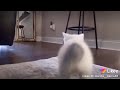 Котёнок танцует