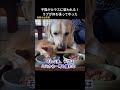 子猫がカラスに襲われた！ラブは体を張って守った #保護猫 #猫動画