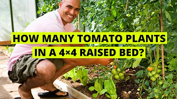 Kolik rostlin rajčat se vejde na vyvýšený záhon 3x4?