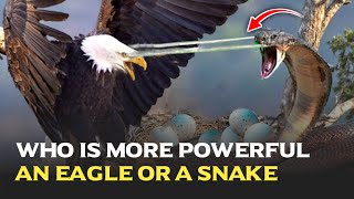 Eagle vs snake | Eagle and big snake fight