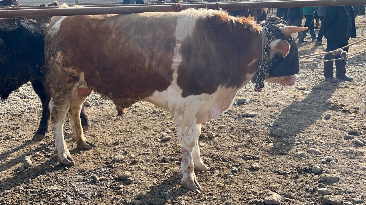 Арал бука бозор 25 февраля 2026 г.