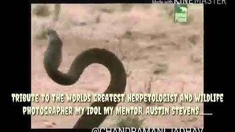 Austin Stevens tribute