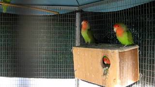 MVI_1488.AVI
