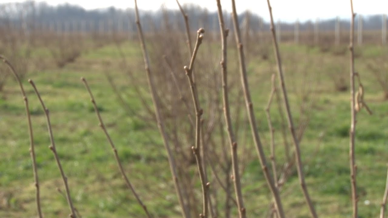 Zašto je važna rezidba lešnika tokom zime?