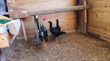 coj nej mus saib kuv tus lau qaib mev nawb