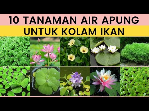 Video: Tumbuhan Kolam Terapung - Cara Menggunakan Tumbuhan Terapung Untuk Kolam