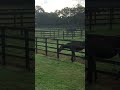 岡村孝子 朝カラ〜〜牧場カラオケ〜〜👌