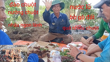 phần cuối. đào chuột đồng mùa nước lũ. nướng chuột nhậu quá ngon cùng chú 6 và anh em miền tây