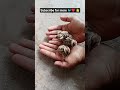 Cute Baby Partridge Jumping 🐦🤲 #Shorts#Partridge #BabyBird #CuteBirds #BirdsEmpirePK #Viral