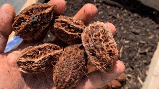 Growing trees in air pruning beds - why and how
