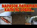 May baboy na kumain ng manok| May cobra nanaman  at ang Mala Salamin na Lechon...