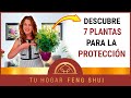 👉 7 PLANTAS PROTECTORAS 🌿 para el HOGAR Según el FENG SHUI㊗️