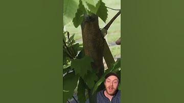 The American Chestnut may soon make a return to our forests!