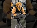 जिम में कसरत करता पिल्ला और अचानक उसका बदलाव #funny #memes