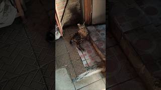 Budi bersantai #pets #funny