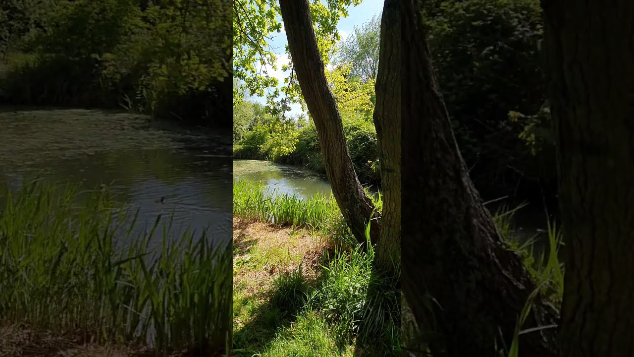 Downham market The willows Nature Reserve