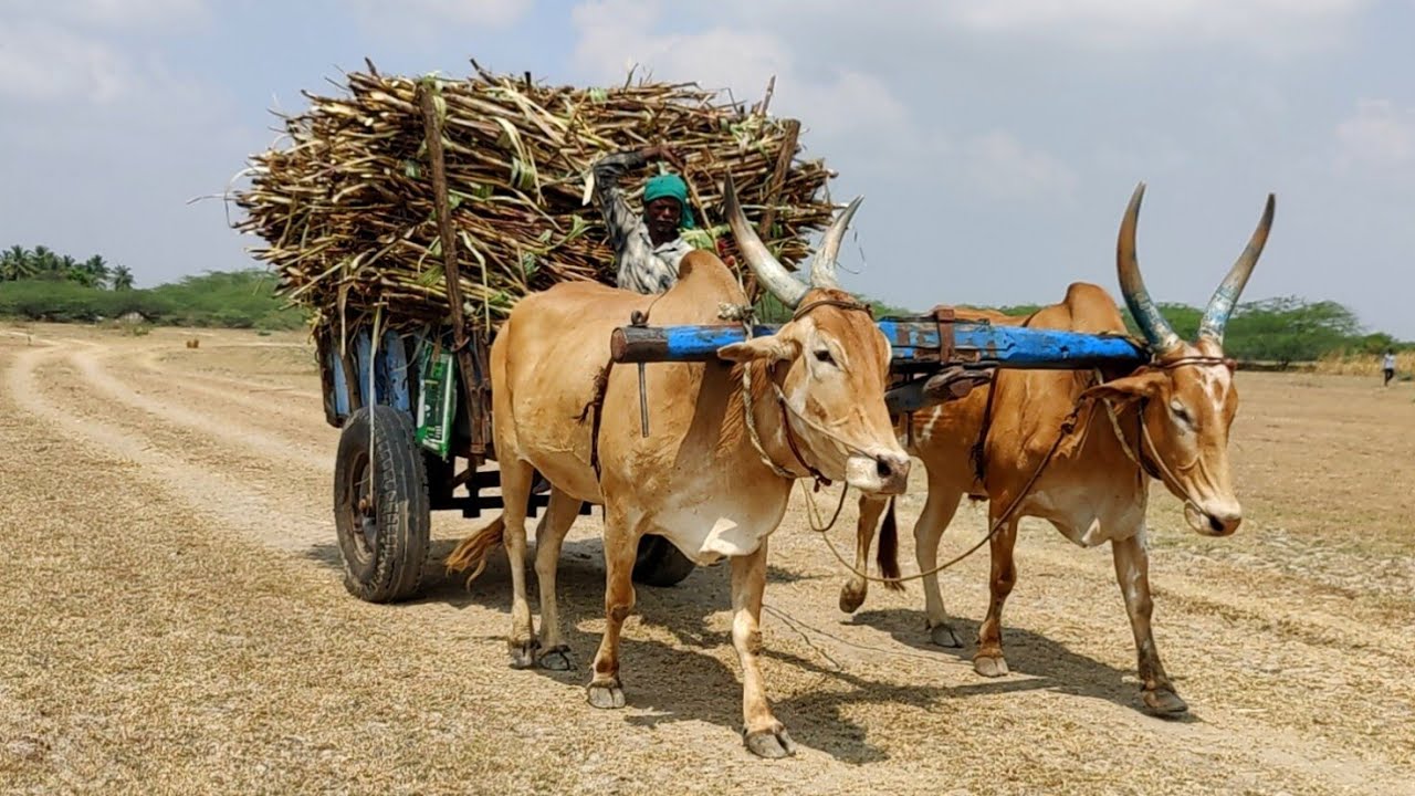 Bullock Cart Heavy Loading Mud Ride | Young Bullock video