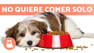 Mi PERRO NO COME si no ESTOY YO 🐶🧍🏻‍♂️ (4 Causas y Soluciones)