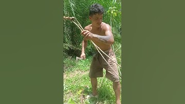 Harvesting cassava part 383 #shorts #farming #cassava #nature  #cassavaroots #cassavafarming