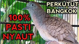 PERKUTUT BANGKOK GACOR SUARA AMPUH UNTUK PANCINGAN SEMUA KUTUT BANGKOK PASTI NYAUT