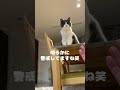 飼い主が4日ぶりに家に帰った時の猫の反応が… #shorts