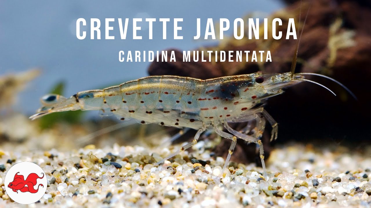 Crevette Japonica Amano