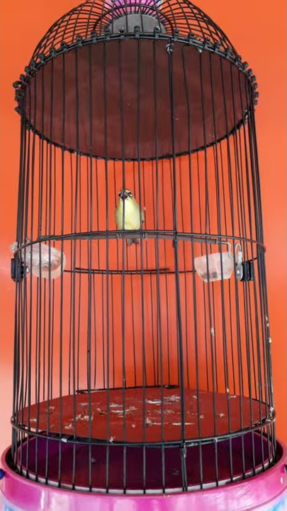 Pleci tembakan kulik - kulik