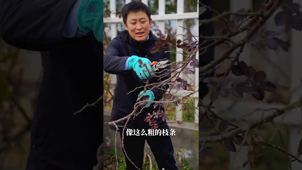 藤本月季长太大？空间有限可以这么来~【天狼说月季】