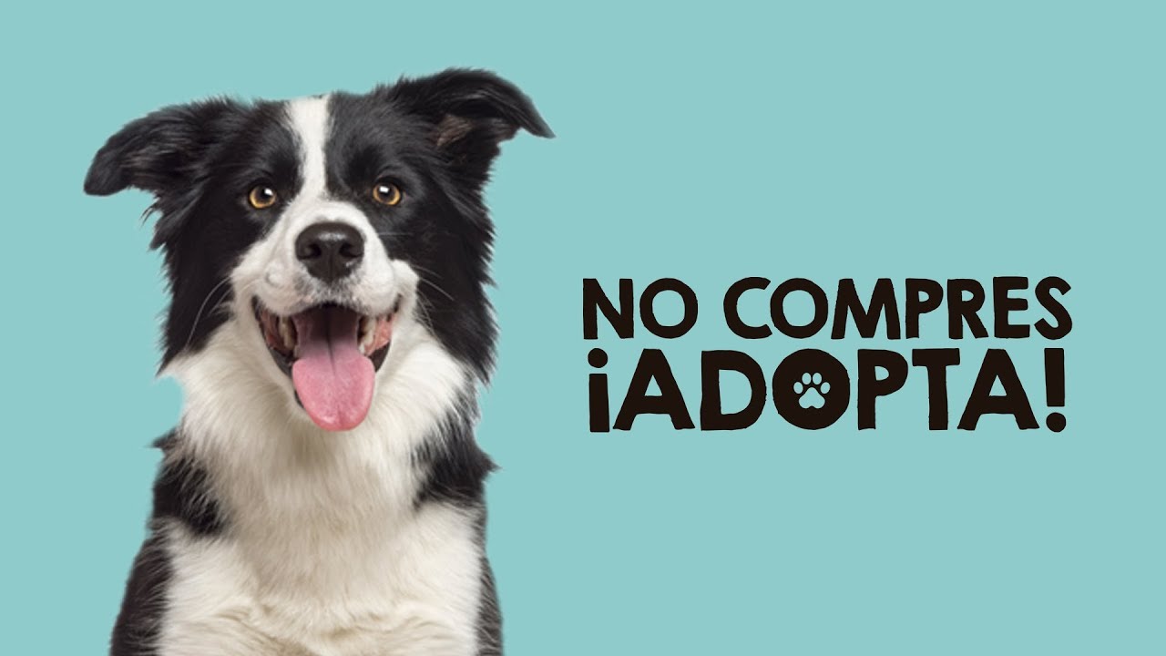 No compres, ¡Adopta! - YouTube