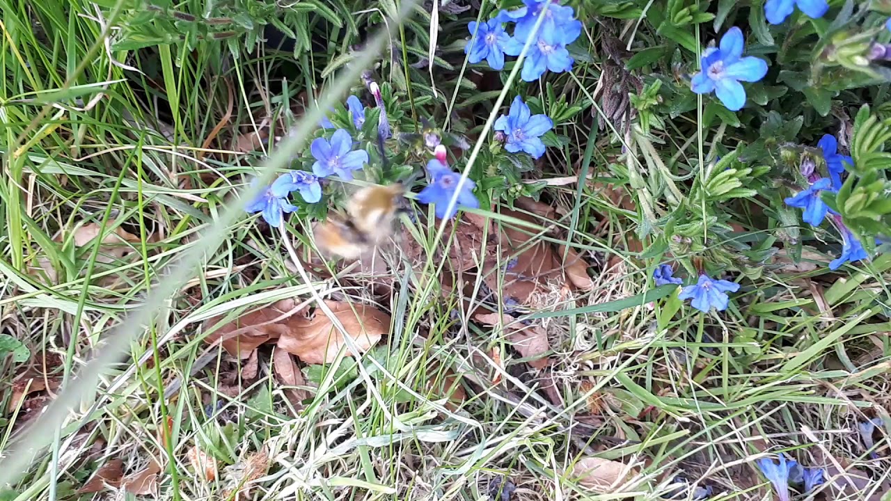 Narrow bordered bee hawk moth