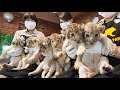 ライオンの赤ちゃん、２組の三つ子が人気　裾野・富士サファリパーク【静岡新聞／アットエス】