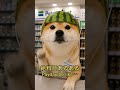 Shiba Inu Manager got paid… for 0.3 seconds #柴犬 #shibainu #犬のいる暮らし #しばいぬ #あるある