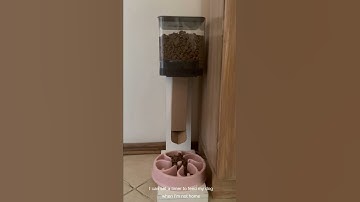 I made a low-cost automatic pet feeder with smart home gadgets #smarthome #shorts
