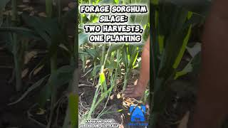 Forage Sorghum Silage: Two Harvests, One Planting — Big Impact on Feed Supply